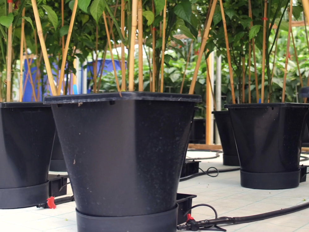 Tips for Using an AutoPot Watering System for Hydroponics